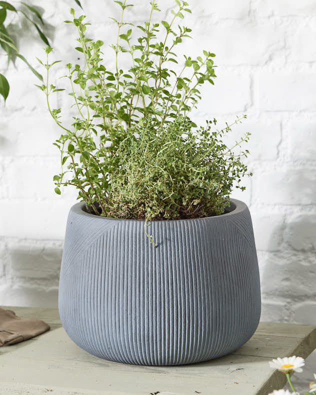 Blue Fibre Clay Pots & Planters - Silverstone Symmetry Stripe Planter