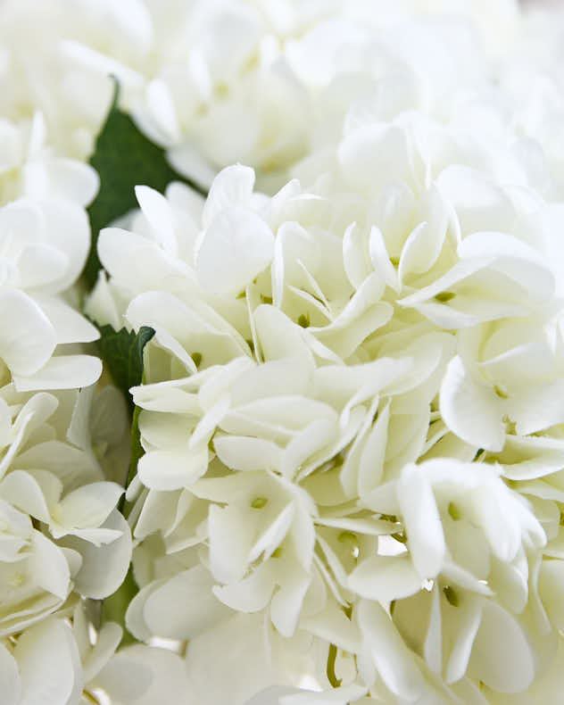 White Hydrangeas in Glass Globe Vase