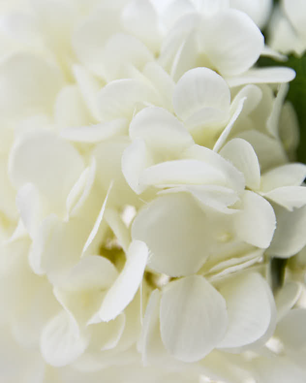 White Hydrangeas in Glass Globe Vase