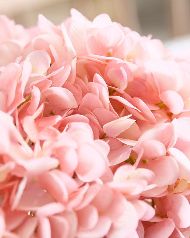 Pink Hydrangeas in Glass Globe Vase