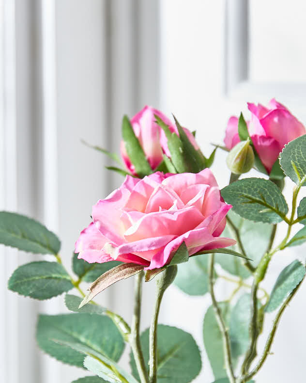 Pink Roses in Glass Vase