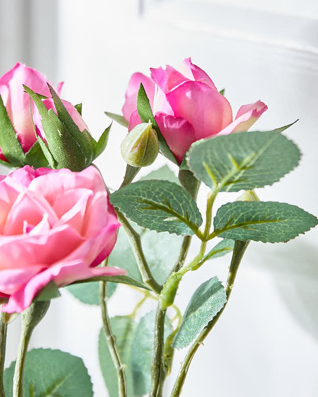 Pink Roses in Glass Vase