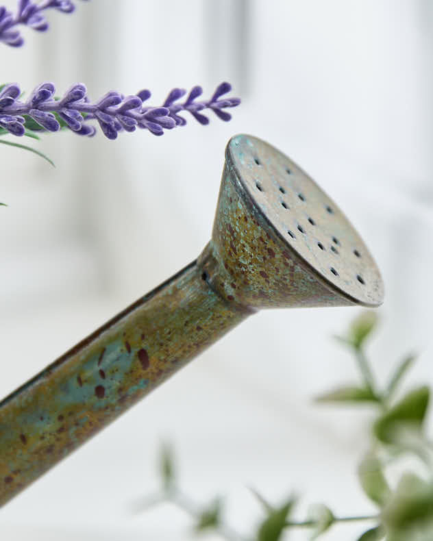 Spring Lavender in Watering Can