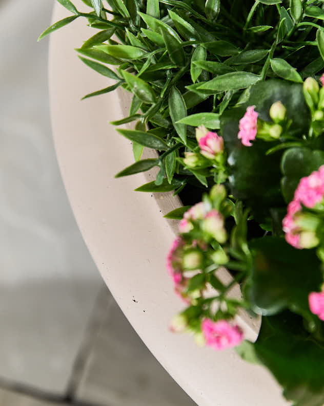 Pots &amp; Planters - Wide Terracotta Urn Planter
