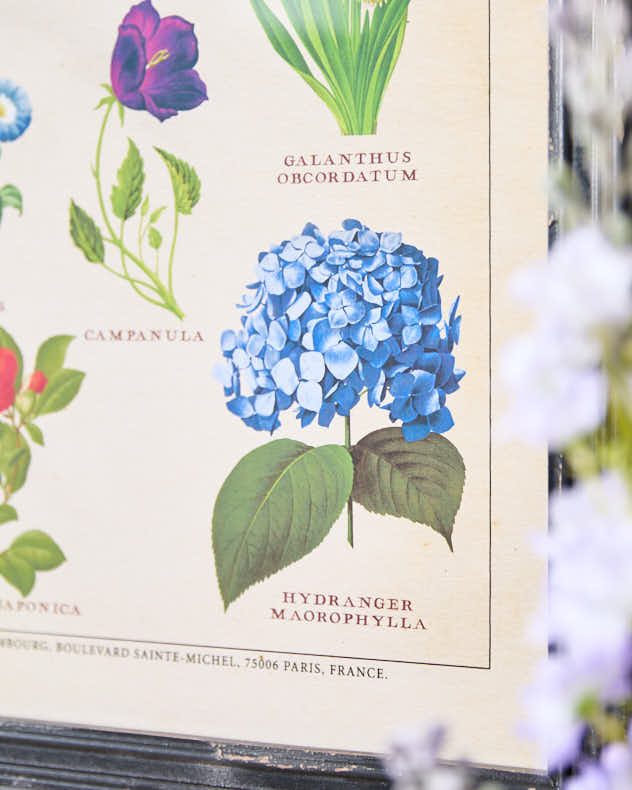 Wall Plaques - Framed Botanical Flower Print