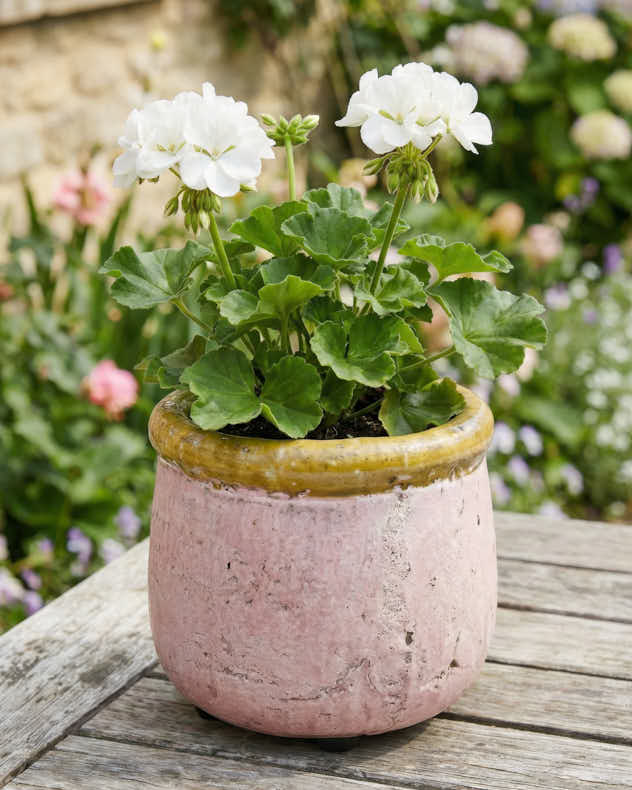 Round Terracotta Planters