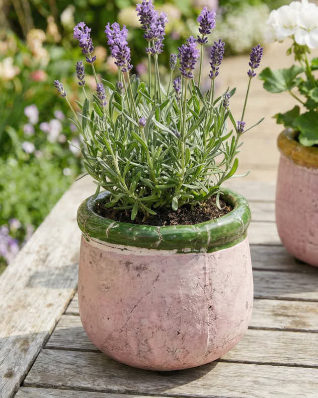 Round Terracotta Planters