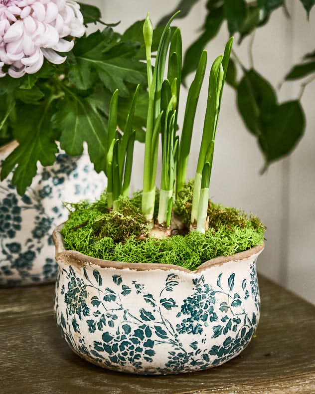 Fiorella Teal Botanical Set of 2 Planters