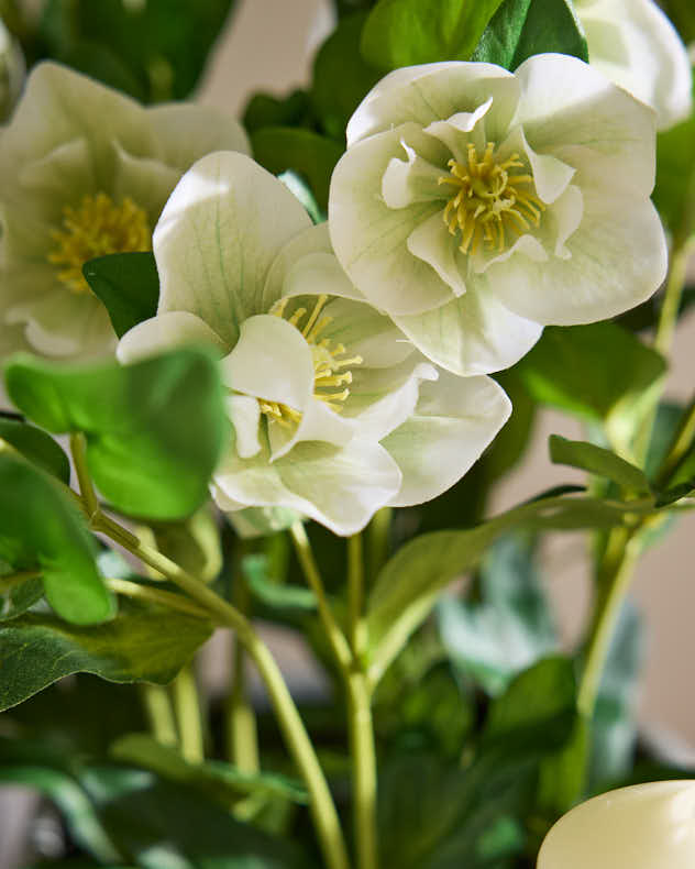 White Hellebore Flowers in Round Grey Pot