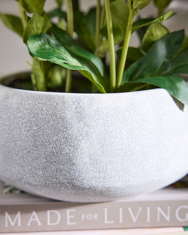White Hellebore Flowers in Round Grey Pot