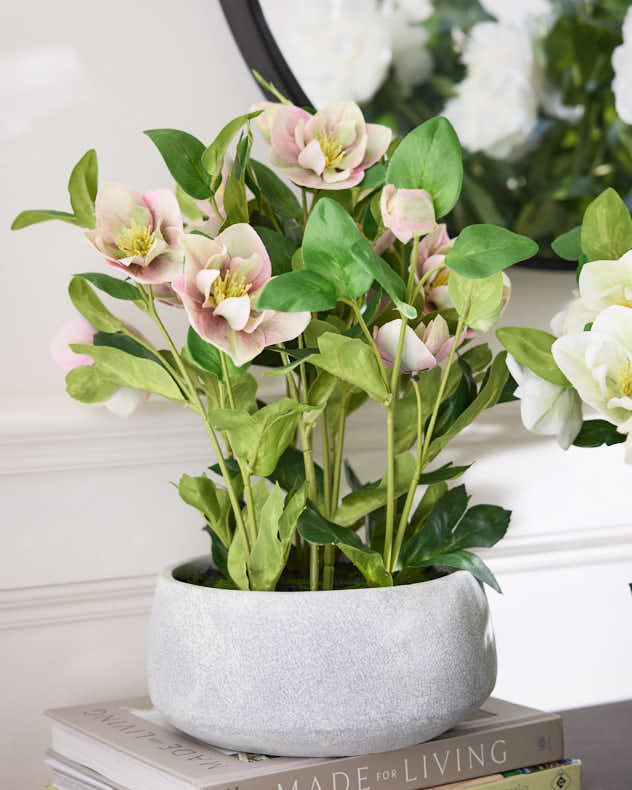 Pink Hellebore Flowers in Round Grey Pot
