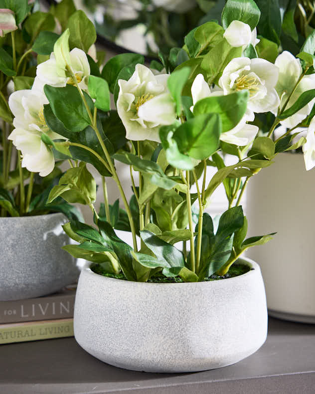 White Hellebore Flowers in Round Grey Pot