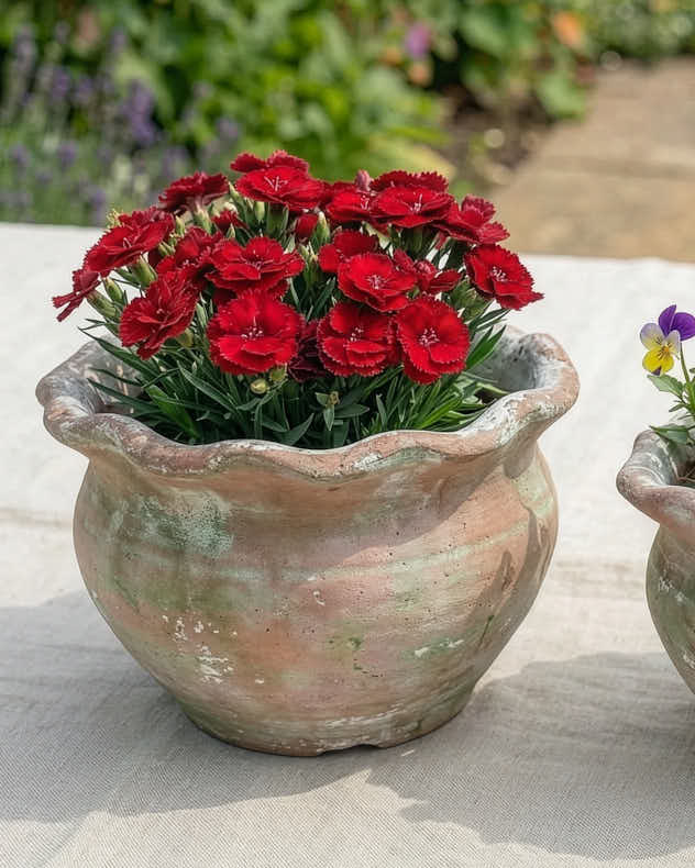 Terracotta Pie Crust Planters