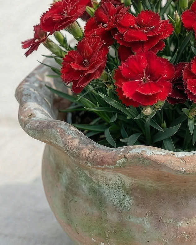Terracotta Pie Crust Planters