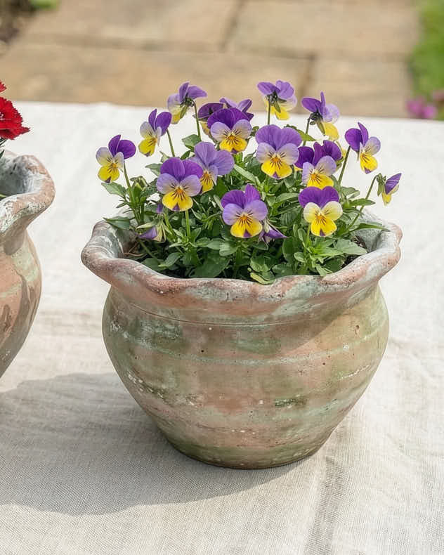 Terracotta Pie Crust Planters