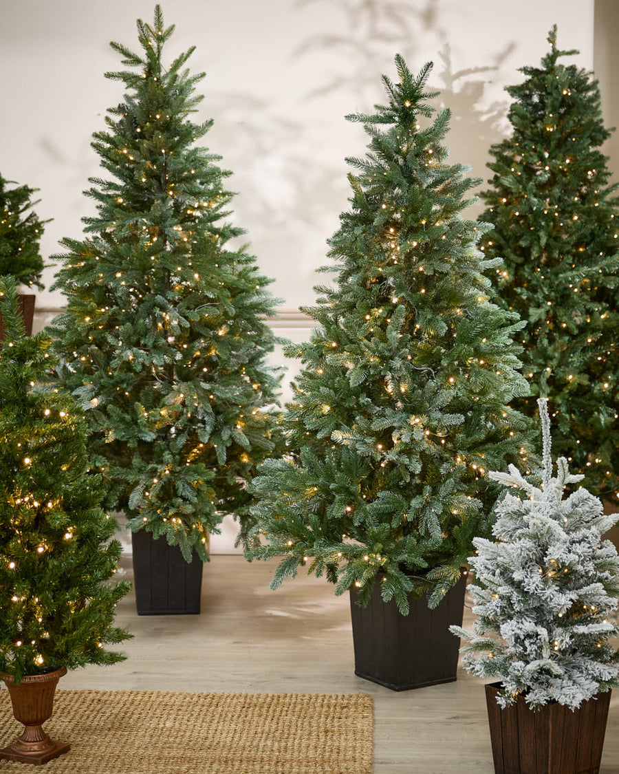 The Dibor Christmas trees photographed together in one room