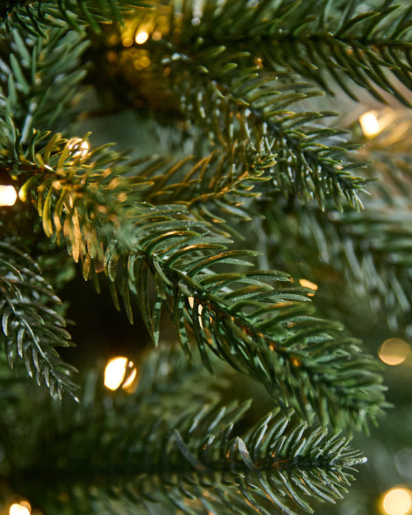 Branch detail showing the tip shapes
