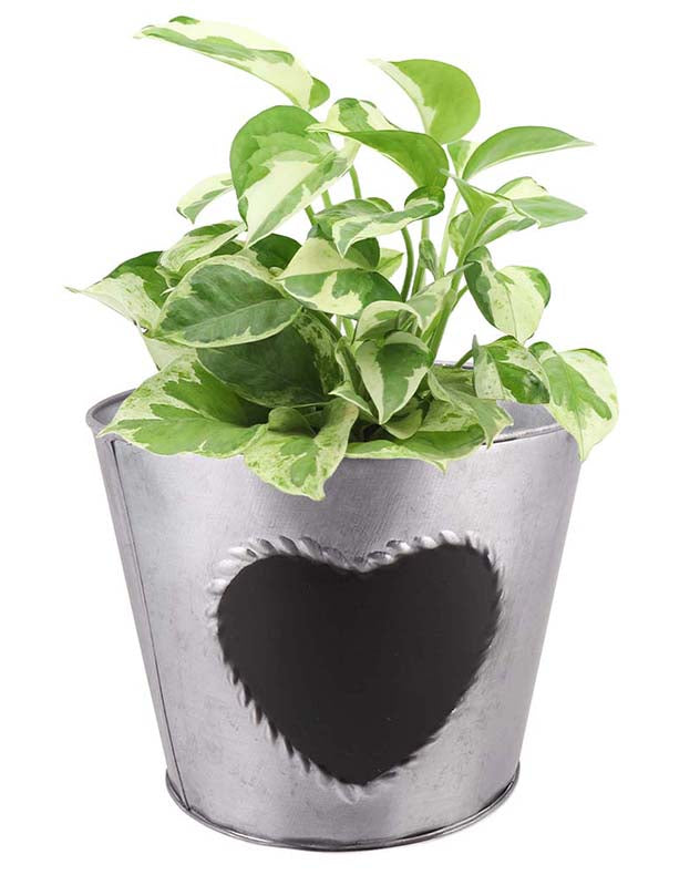 Vintage Zinc Heart Herb Planter