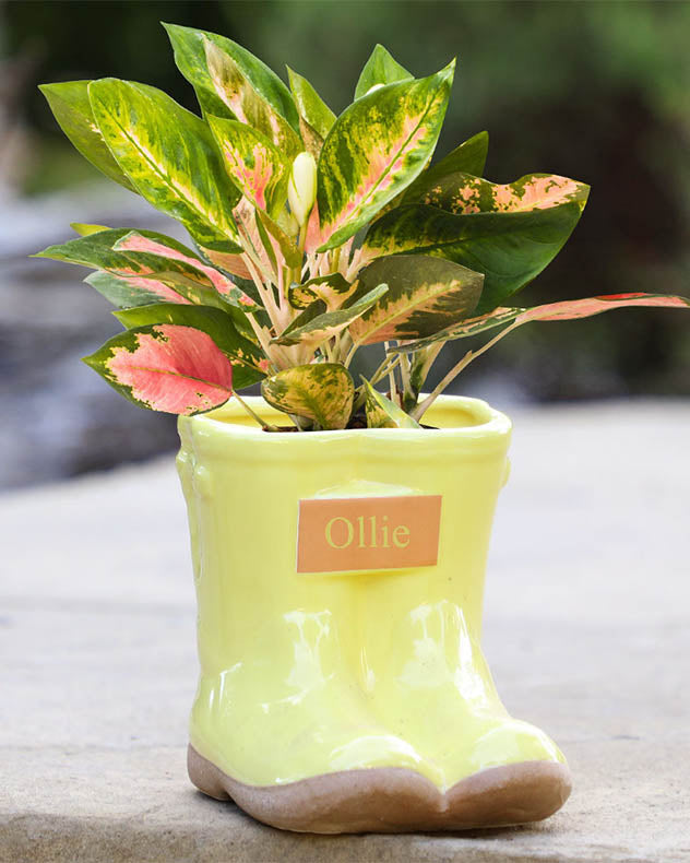 Personalised Sunshine Yellow Little & Large Planter Set