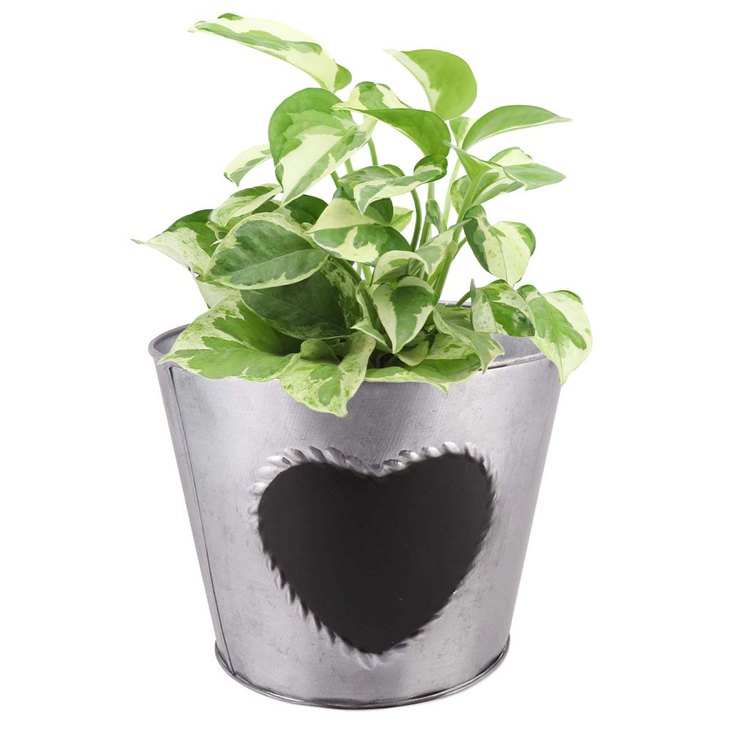 grow your own herb plant pot