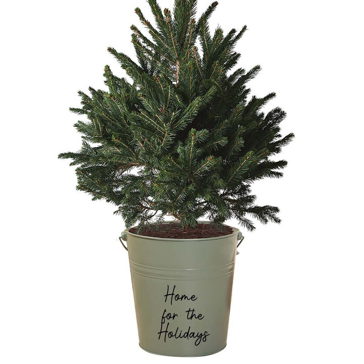 Large Green Planters