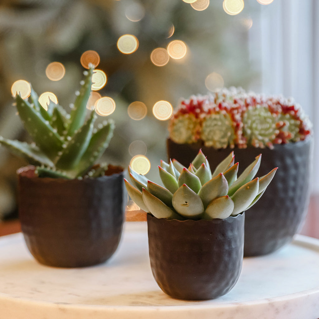 Set of 3 Black and Copper Succulent  Plant Pots