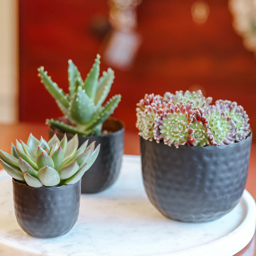 Set of 3 Copper Finish Succulent Planters Anniversary Gift