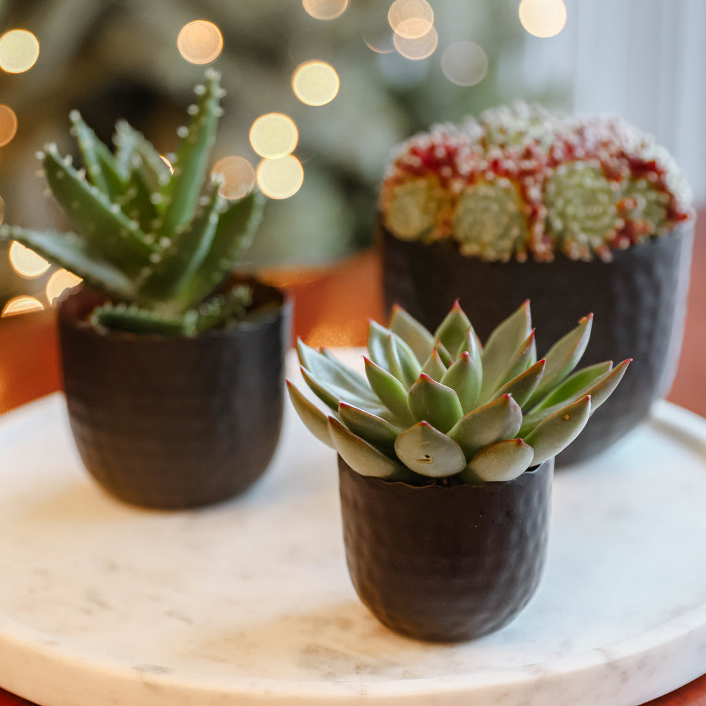 mini desk plant pots