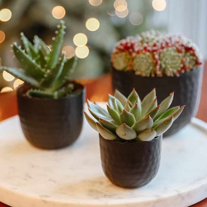 mini desk plant pots