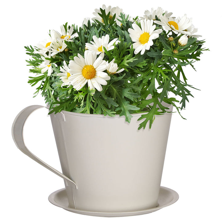 spring flower pot